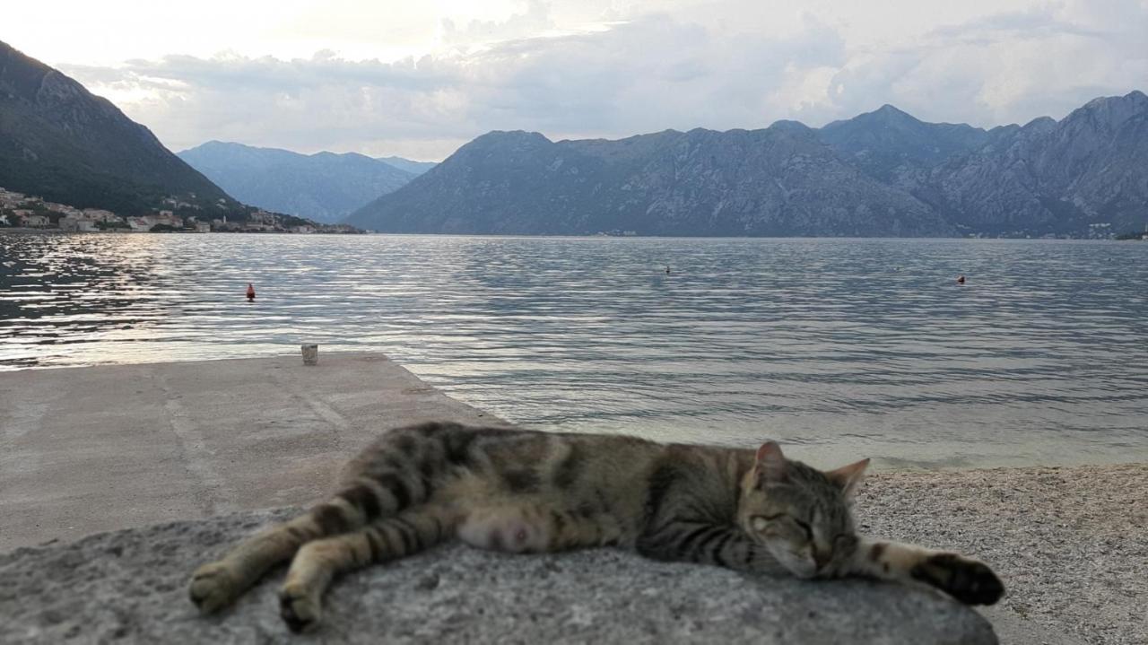 Apartments Tiha Noc Kotor Dış mekan fotoğraf
